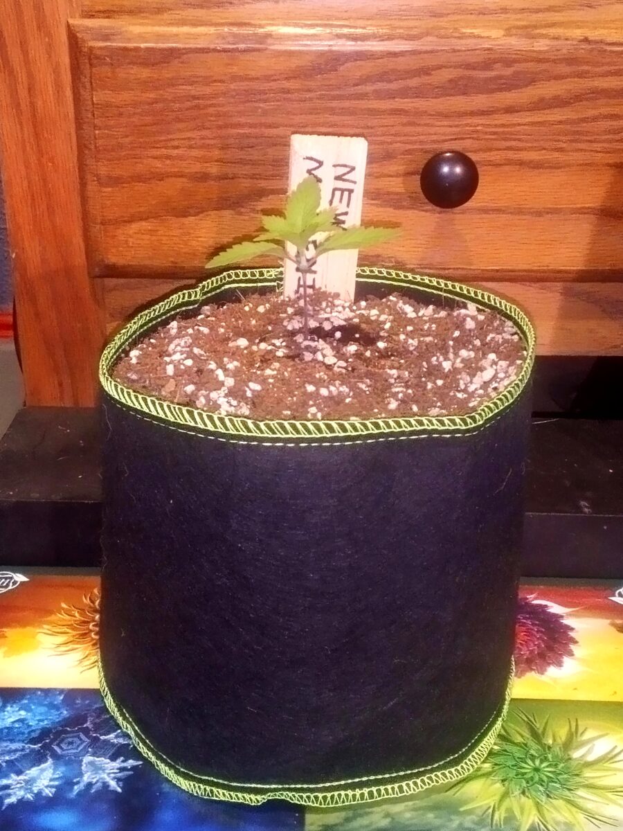 bbs-grow-diaries/week-388412-diary-365076-user-33257-67fdd9729e5d0