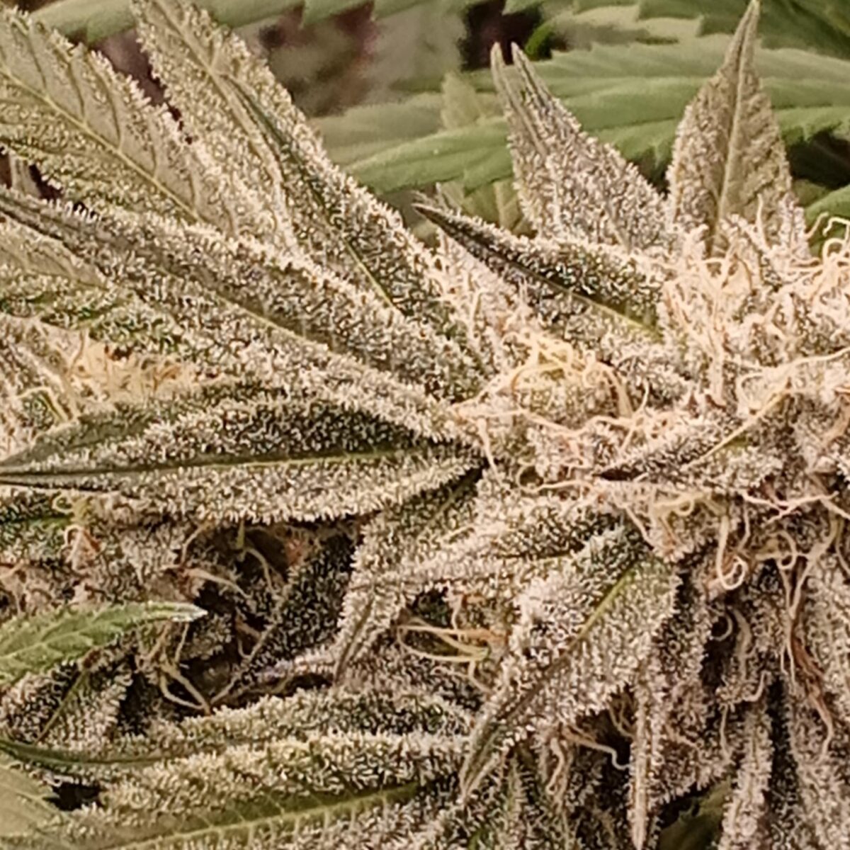 bbs-grow-diaries/week-389099-diary-386564-user-33257-67fef619974c8