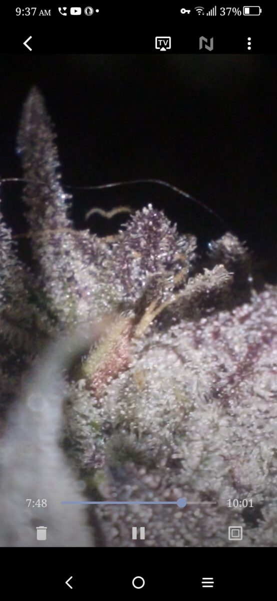 bbs-grow-diaries/week-389099-diary-386564-user-33257-67fef61b42d31