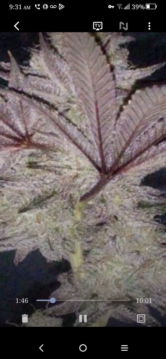 bbs-grow-diaries/week-389099-diary-386564-user-33257-67fef61c8d117