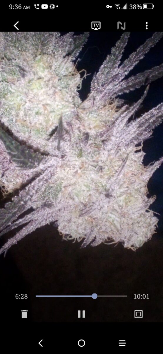 bbs-grow-diaries/week-389099-diary-386564-user-33257-67fef61dde402