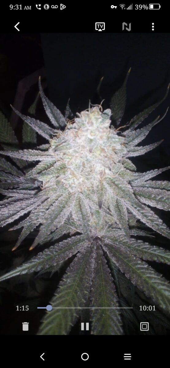 bbs-grow-diaries/week-389099-diary-386564-user-33257-67fef620ca368