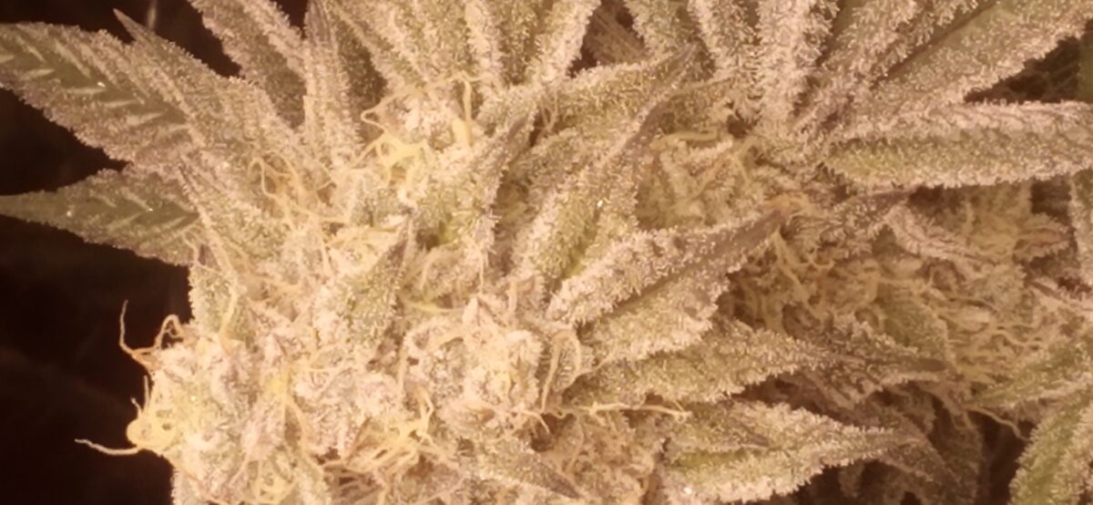 bbs-grow-diaries/week-389099-diary-386564-user-33257-67fef6223c97e