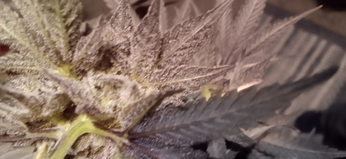 bbs-grow-diaries/week-389099-diary-386564-user-33257-67fef626351de