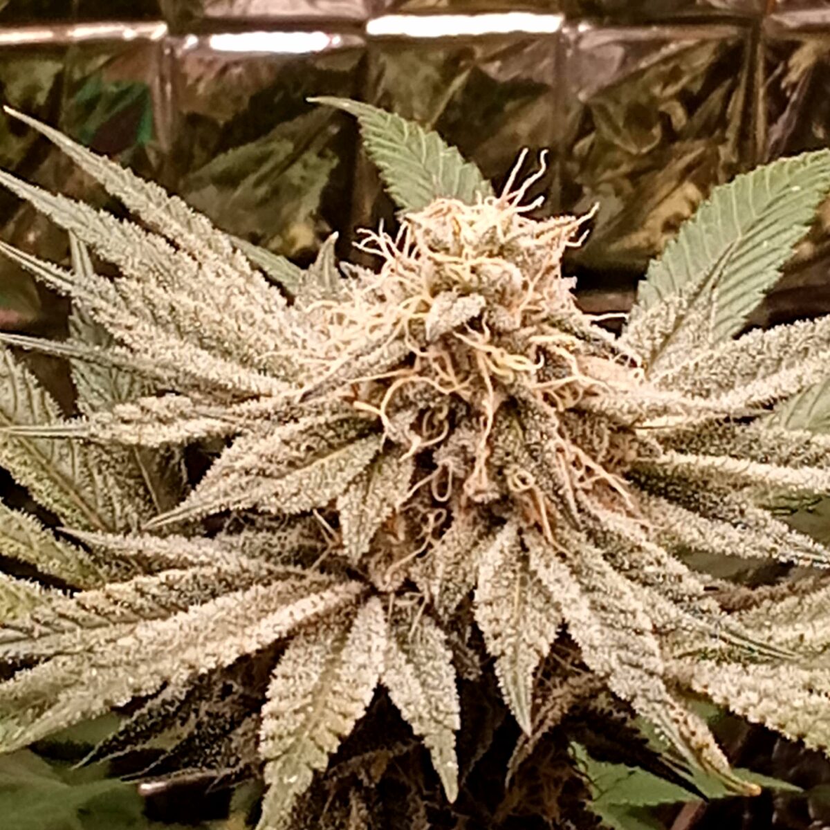 bbs-grow-diaries/week-389099-diary-386564-user-33257-67fef627c1ff0