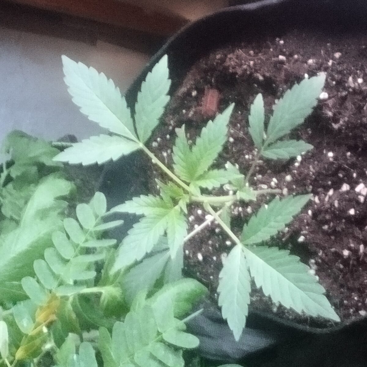 bbs-grow-diaries/week-389261-diary-387986-user-33257-67ff032557543