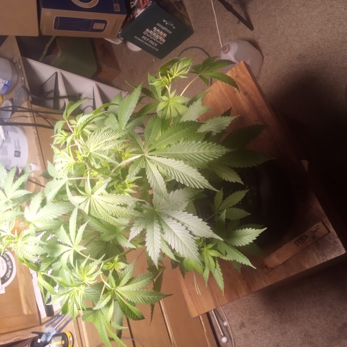 bbs-grow-diaries/week-389350-diary-365076-user-33257-67ff9a6932e48