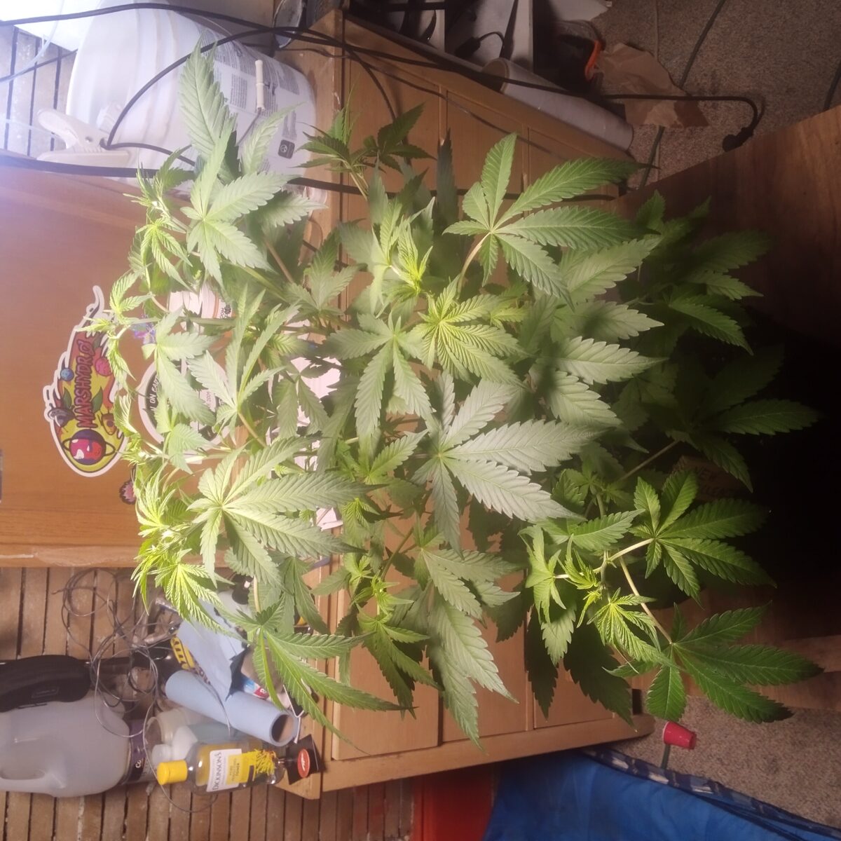 bbs-grow-diaries/week-389350-diary-365076-user-33257-67ffdb2af0ac9