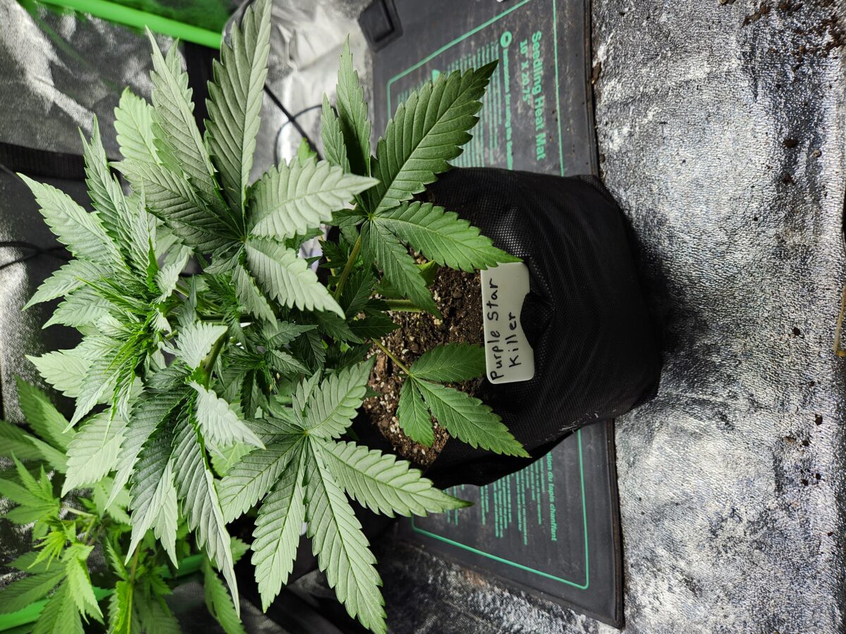 bbs-grow-diaries/week-389519-diary-380374-user-39676-680015d9c6bba