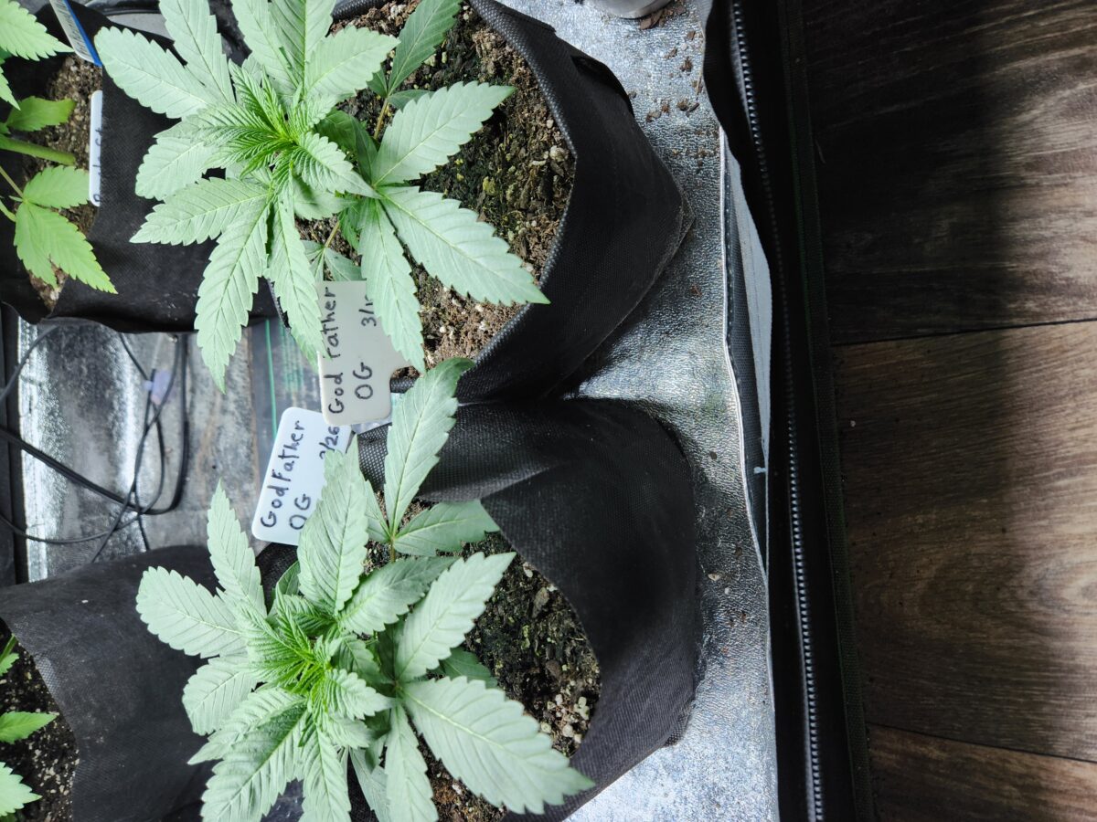 bbs-grow-diaries/week-389522-diary-380381-user-39676-68001926814e1