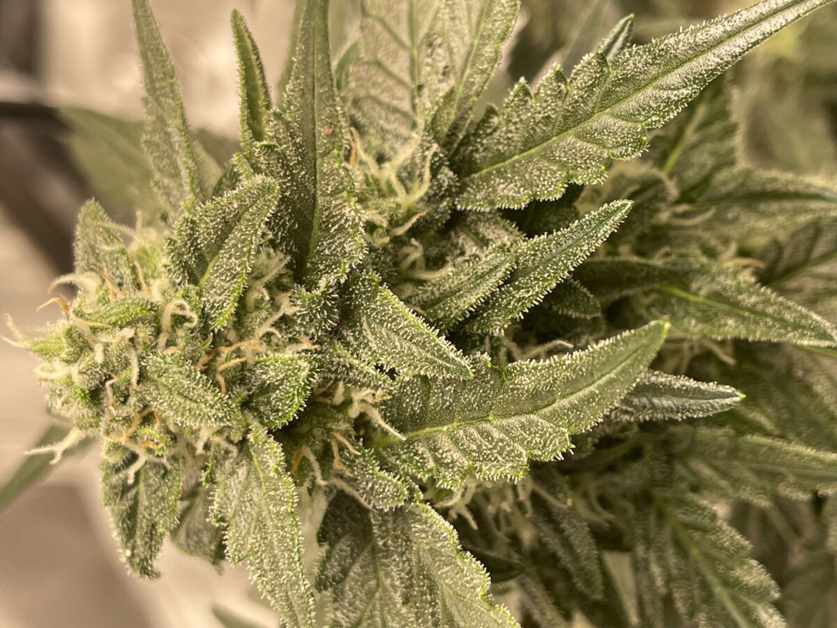 bbs-grow-diaries/week-389821-diary-384562-user-21252-6802eef1becb9