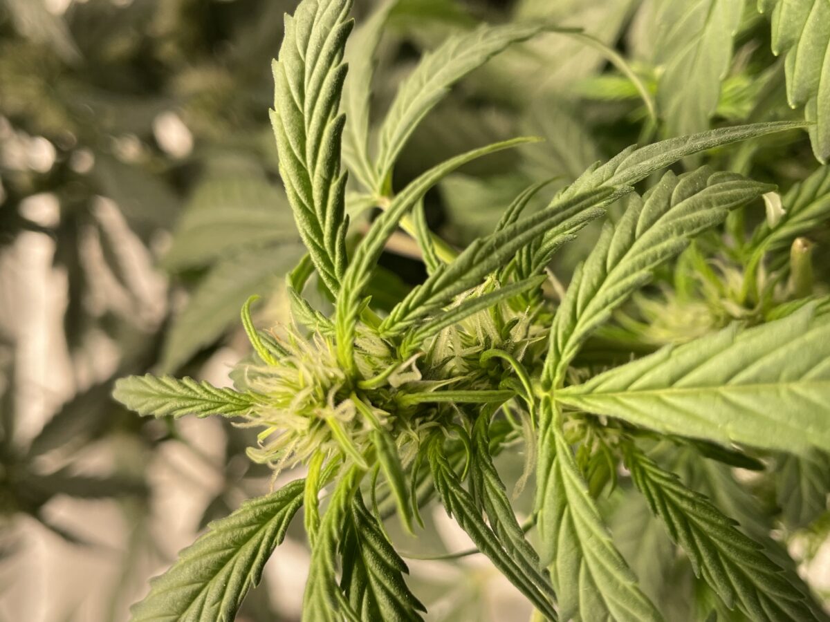 bbs-grow-diaries/week-389821-diary-384562-user-21252-6802eef4382f1