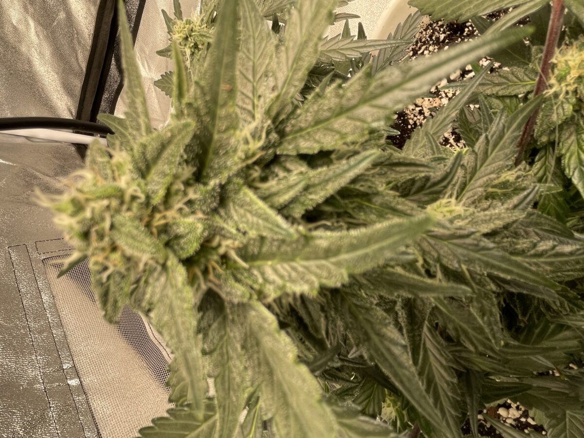 bbs-grow-diaries/week-389821-diary-384562-user-21252-6802eef658ff6