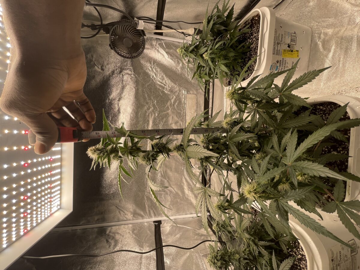 bbs-grow-diaries/week-389821-diary-384562-user-21252-6802eef8a6702