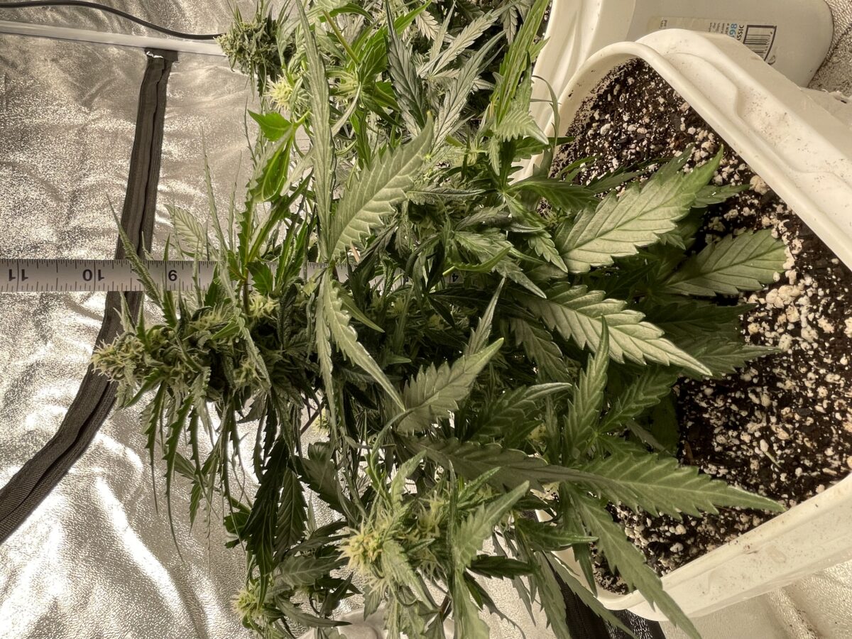 bbs-grow-diaries/week-389821-diary-384562-user-21252-6802eefaeee74