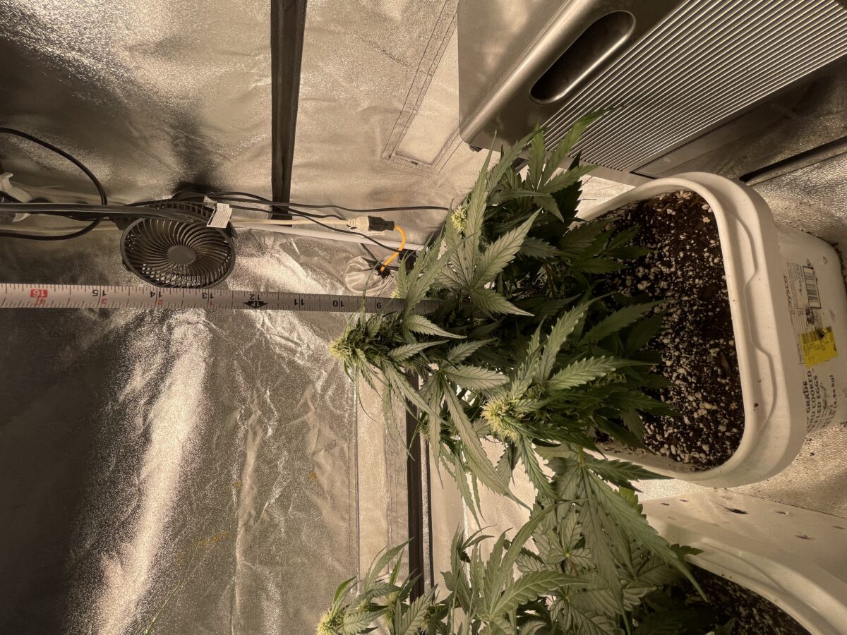 bbs-grow-diaries/week-389821-diary-384562-user-21252-6802eeffd235a