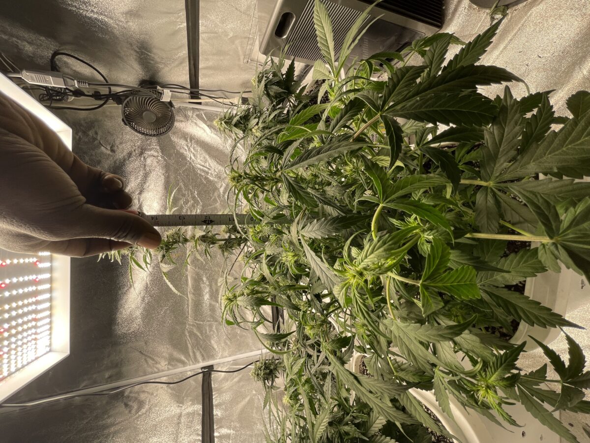 bbs-grow-diaries/week-389821-diary-384562-user-21252-6802ef024b2b4