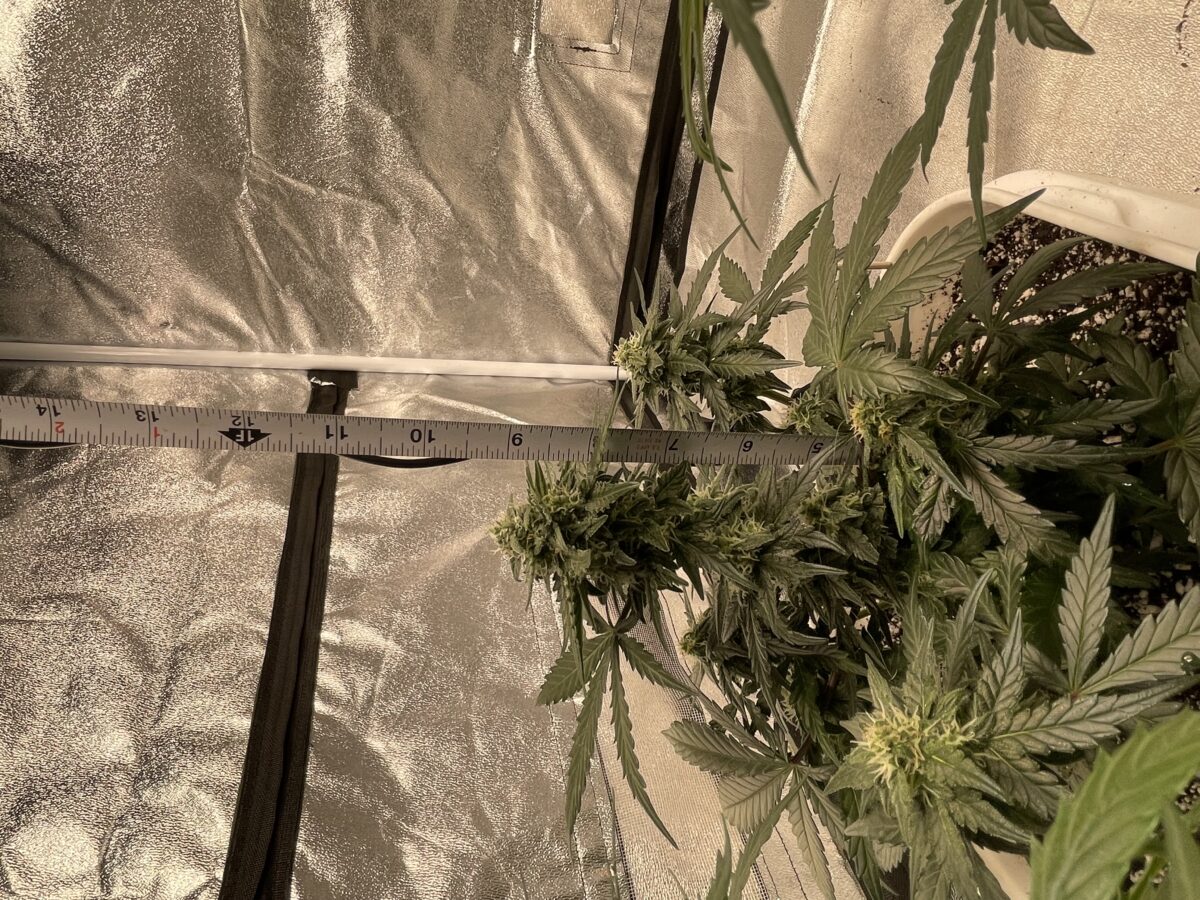 bbs-grow-diaries/week-389821-diary-384562-user-21252-6802ef04bb0a0