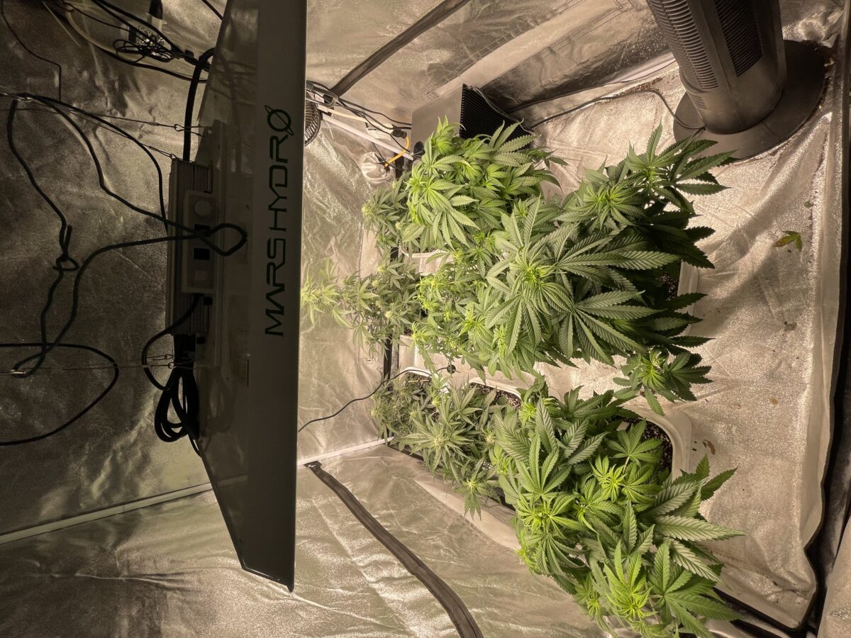 bbs-grow-diaries/week-389821-diary-384562-user-21252-6802ef072e8a9