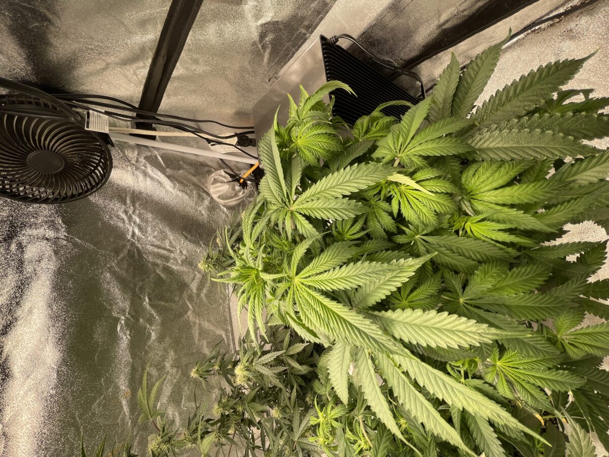 bbs-grow-diaries/week-389821-diary-384562-user-21252-6802ef097d4f6