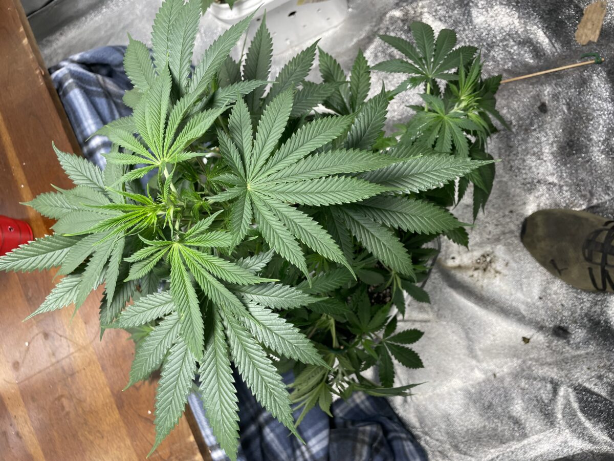 bbs-grow-diaries/week-389826-diary-384564-user-21252-6802f72dd4b3d