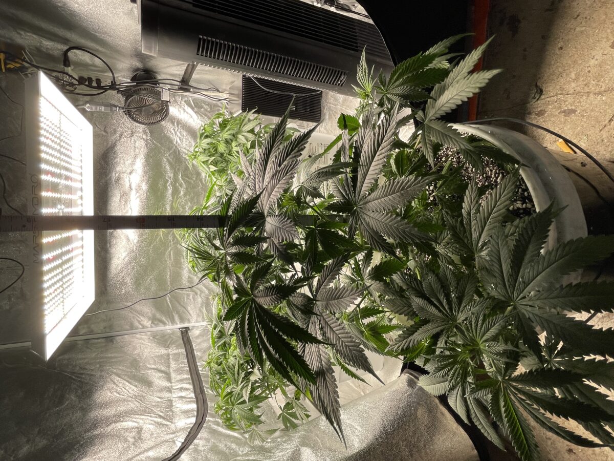 bbs-grow-diaries/week-389826-diary-384564-user-21252-6802f7305dce8