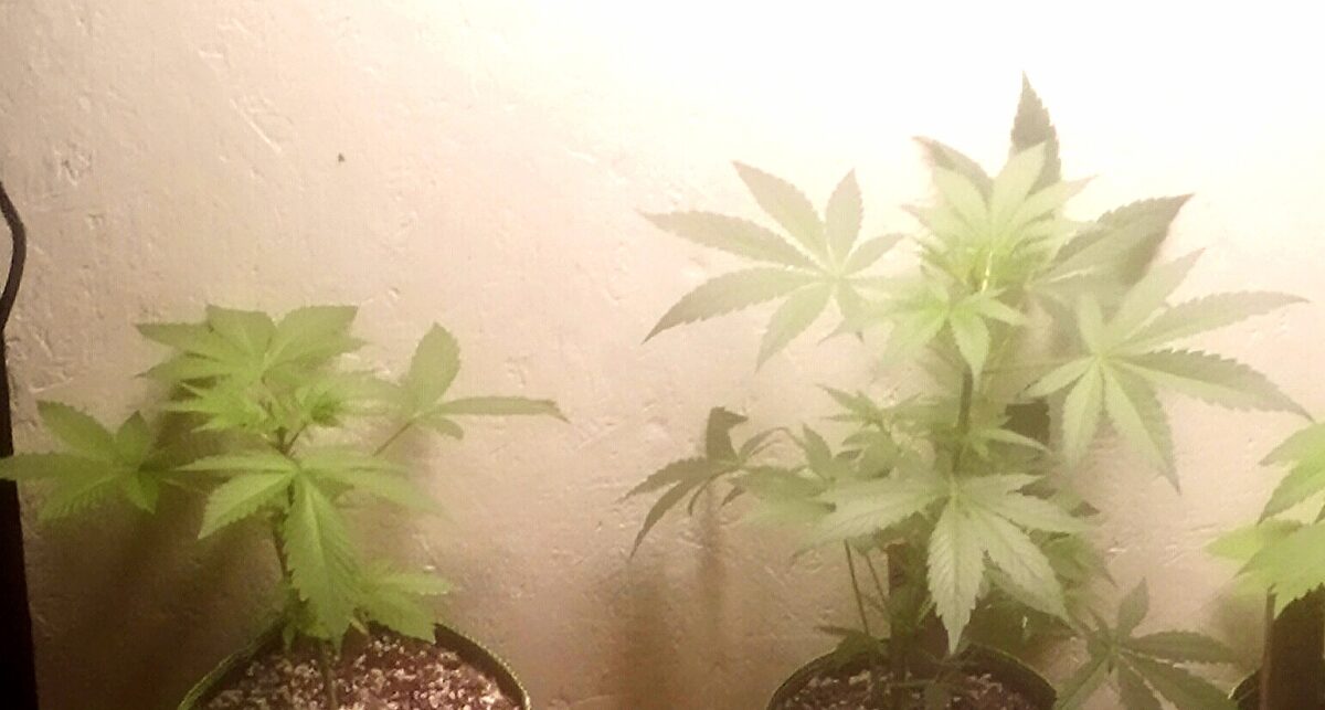 bbs-grow-diaries/week-390050-diary-387990-user-33257-6805ca5b96d2d