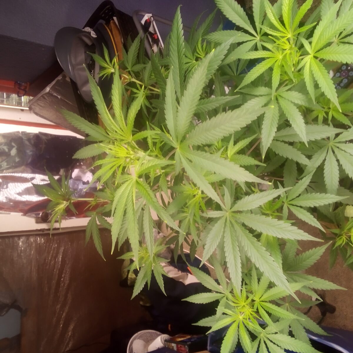 bbs-grow-diaries/week-390450-diary-387990-user-33257-680778410a749