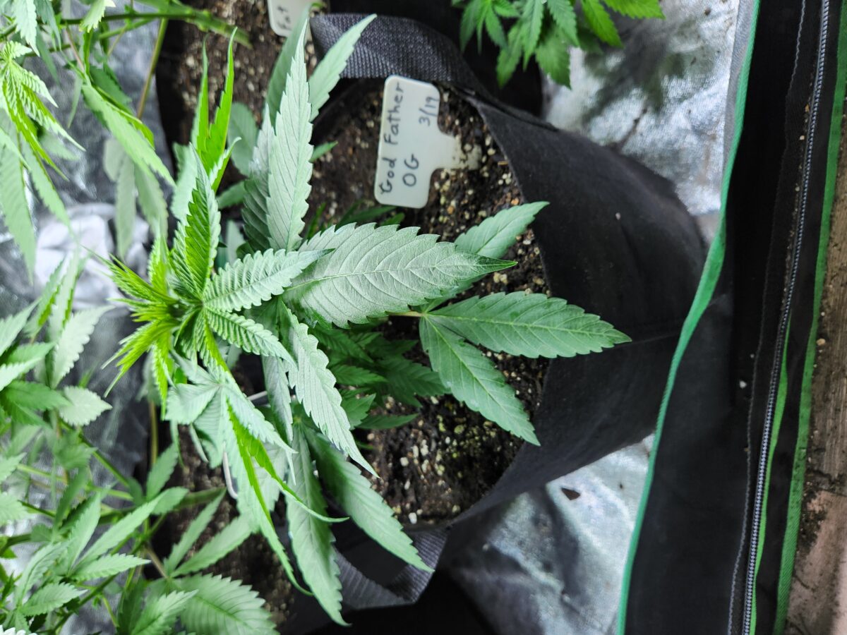 bbs-grow-diaries/week-390961-diary-380381-user-39676-680a90e5e9479