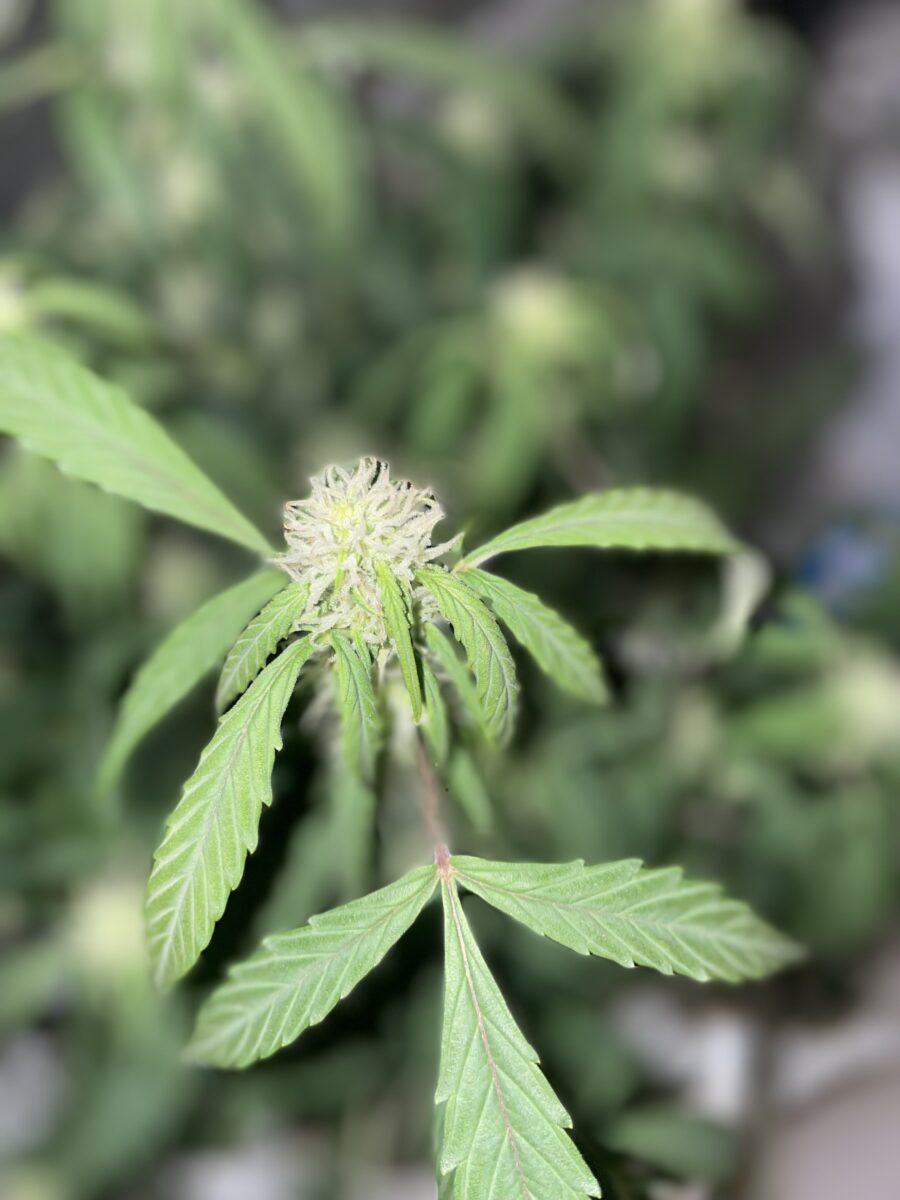 bbs-grow-diaries/week-390991-diary-384562-user-21252-680af2c5642ca