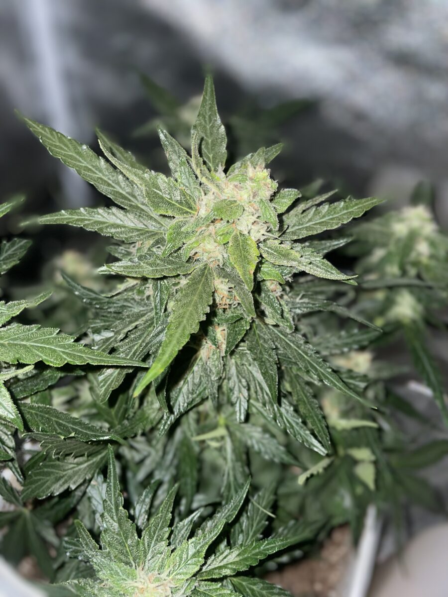 bbs-grow-diaries/week-390991-diary-384562-user-21252-680af2ca3ad2f