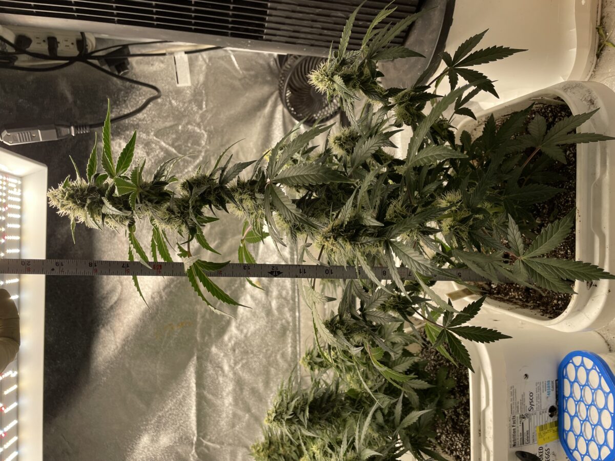 bbs-grow-diaries/week-390991-diary-384562-user-21252-680af2cc7e580