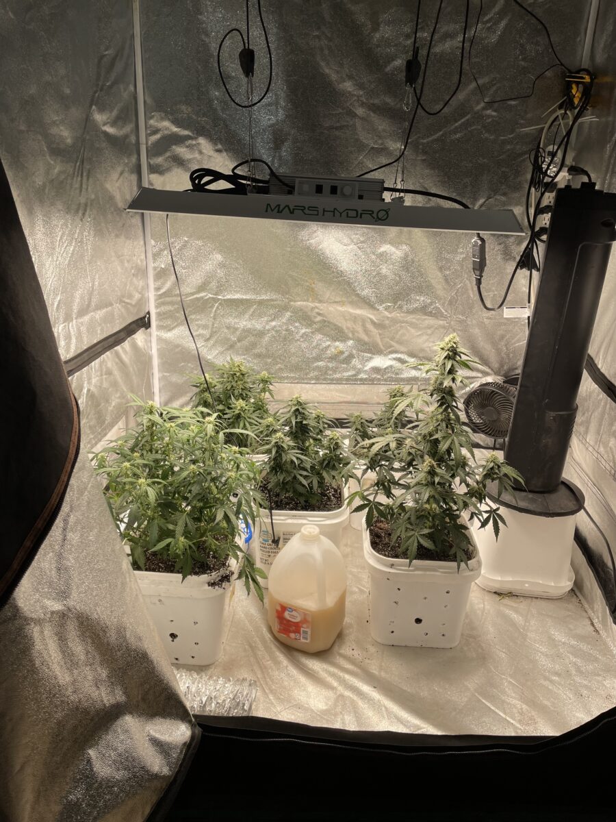 bbs-grow-diaries/week-390991-diary-384562-user-21252-680af2cecc78d