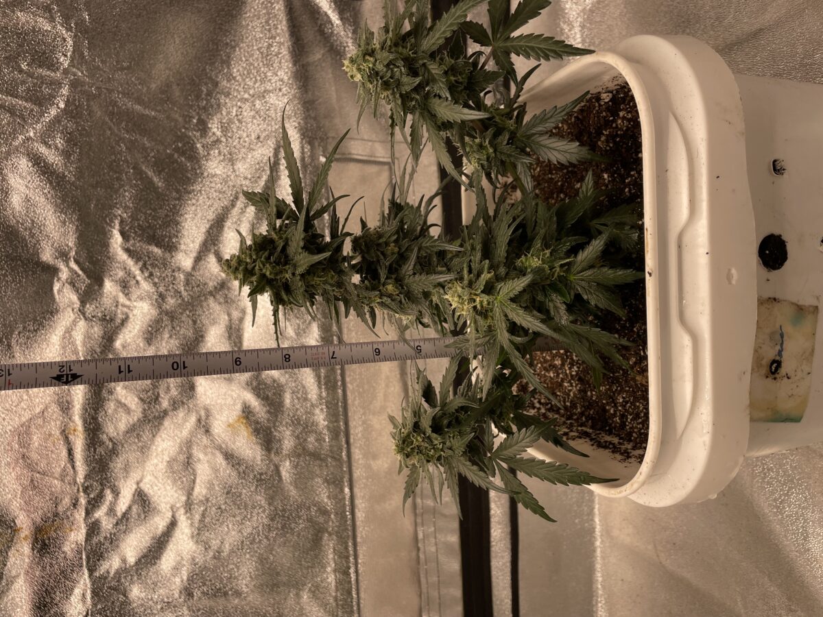 bbs-grow-diaries/week-390991-diary-384562-user-21252-680af2d16a5c6