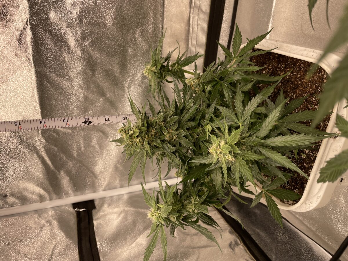 bbs-grow-diaries/week-390991-diary-384562-user-21252-680af2d3c3d94