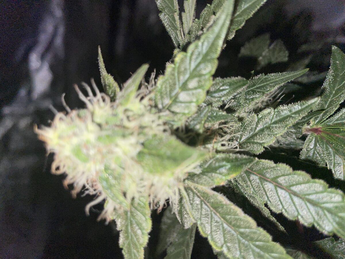 bbs-grow-diaries/week-390991-diary-384562-user-21252-680af2d62ba22