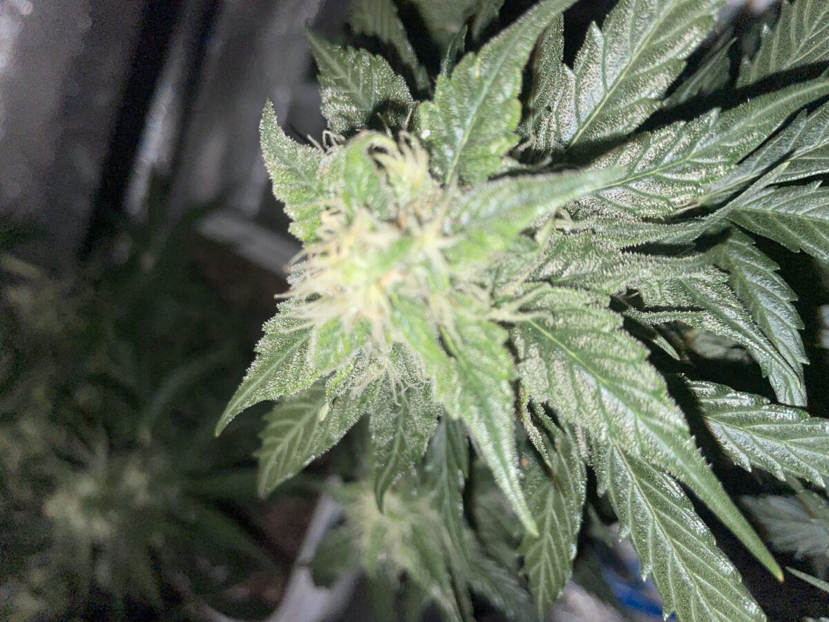 bbs-grow-diaries/week-390991-diary-384562-user-21252-680af2d8d4482