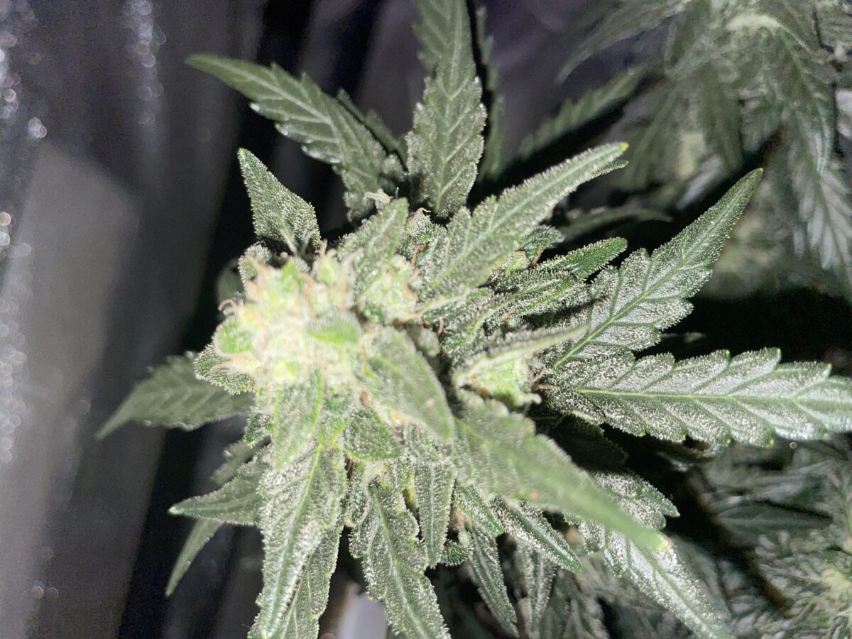 bbs-grow-diaries/week-390991-diary-384562-user-21252-680af2db40cc1