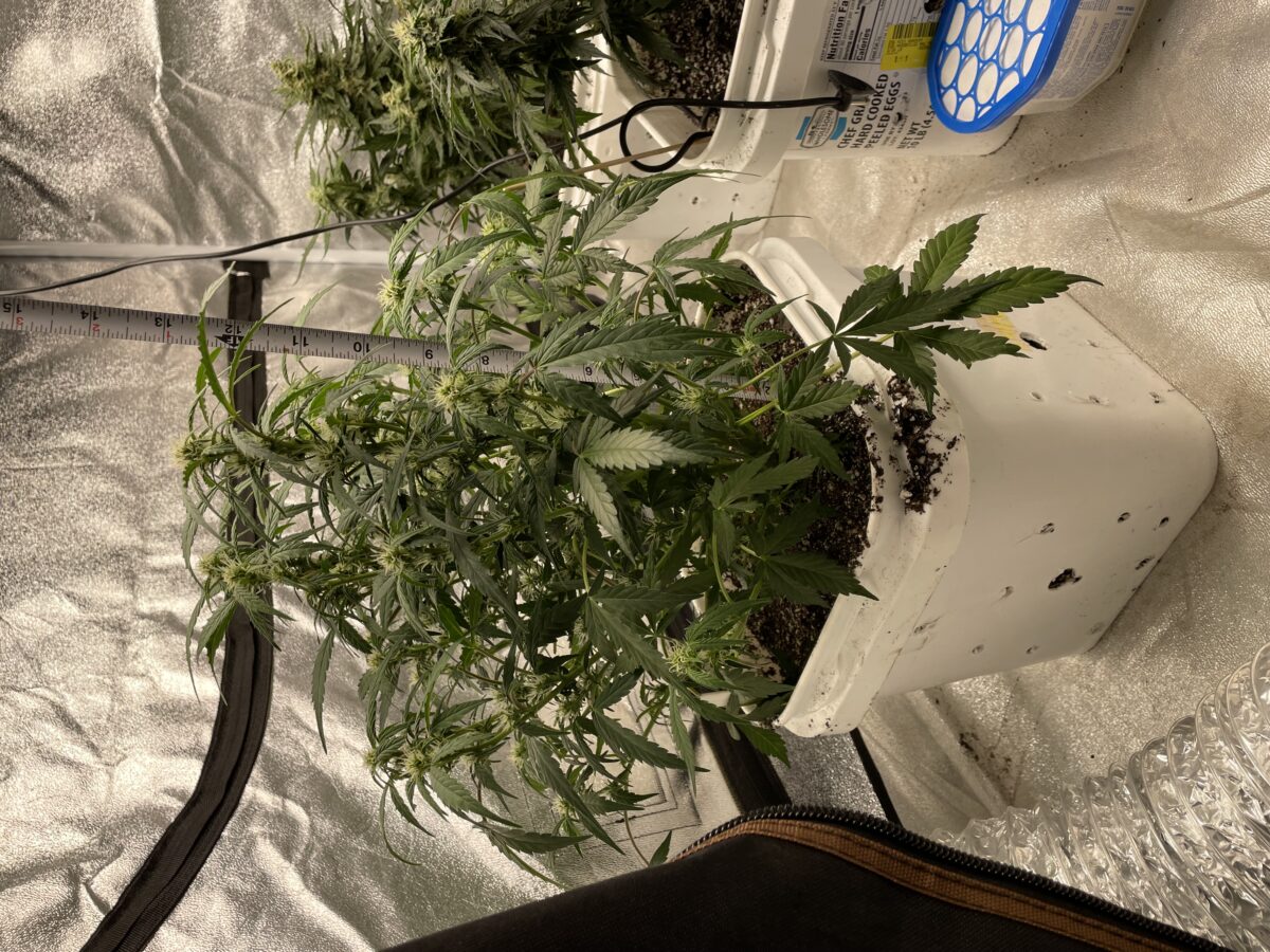 bbs-grow-diaries/week-390991-diary-384562-user-21252-680af2ddb0294