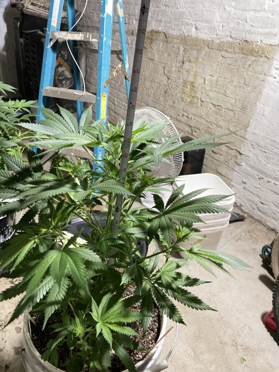 bbs-grow-diaries/week-390996-diary-384564-user-21252-680af45ebb1de