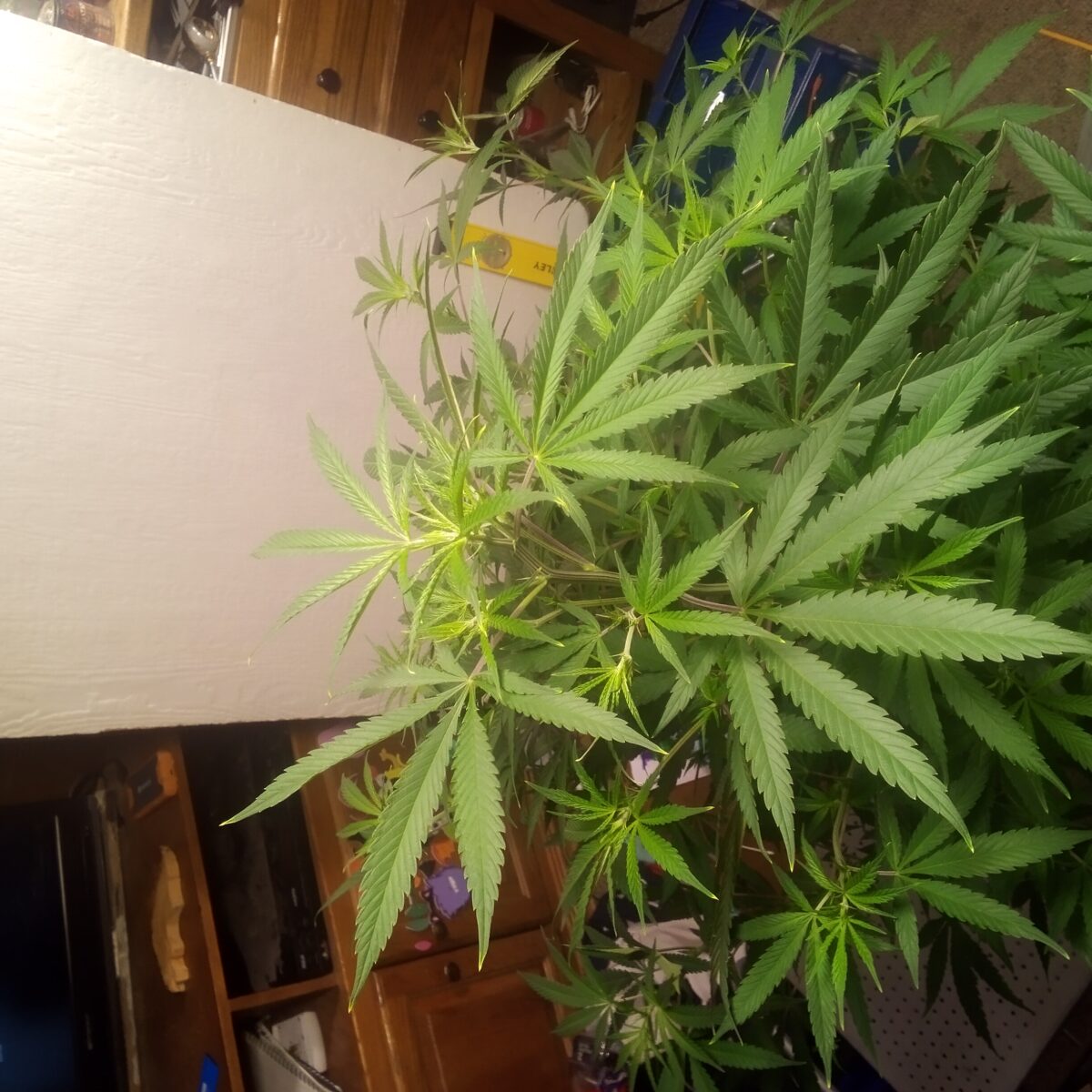 bbs-grow-diaries/week-391510-diary-387990-user-33257-68102f5d8f032