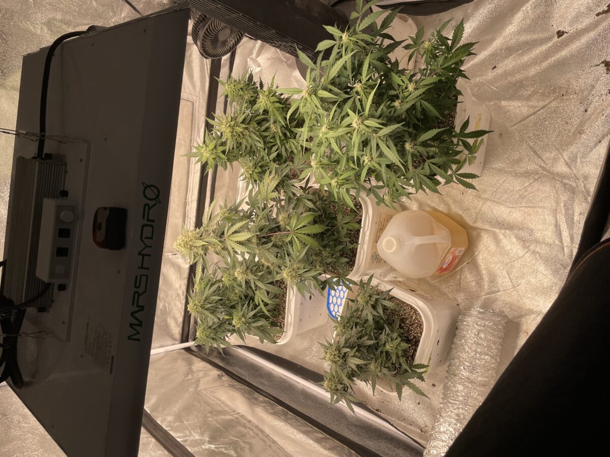 bbs-grow-diaries/week-391796-diary-384562-user-21252-68116182b9f52