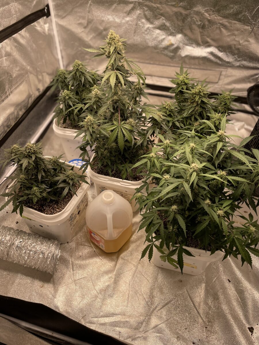 bbs-grow-diaries/week-391796-diary-384562-user-21252-6811618554009