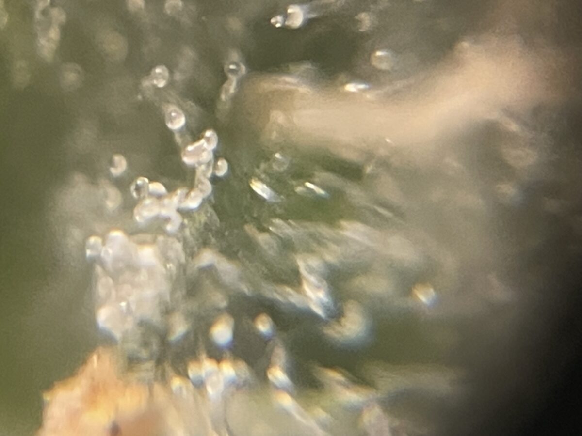 bbs-grow-diaries/week-391796-diary-384562-user-21252-68167a2f9731a