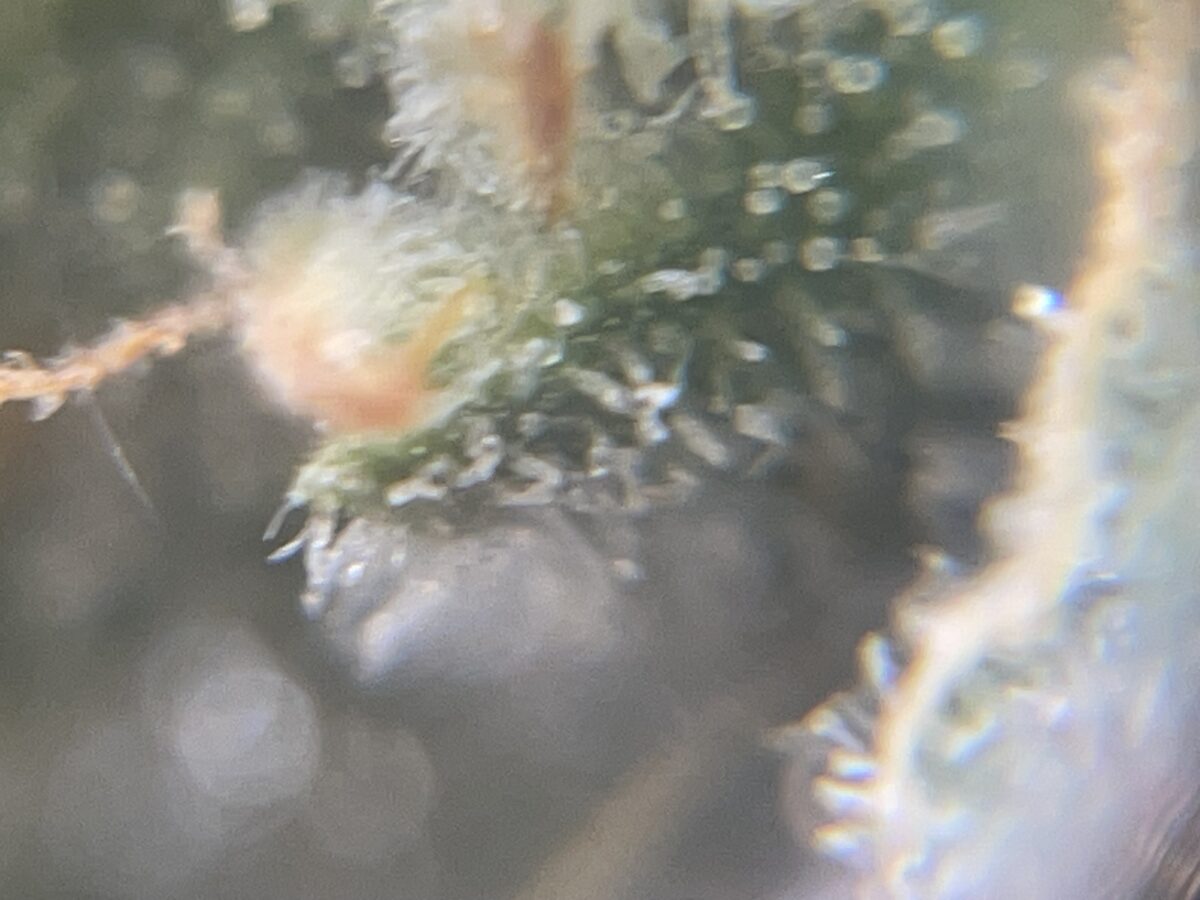 bbs-grow-diaries/week-391796-diary-384562-user-21252-68167a31de790