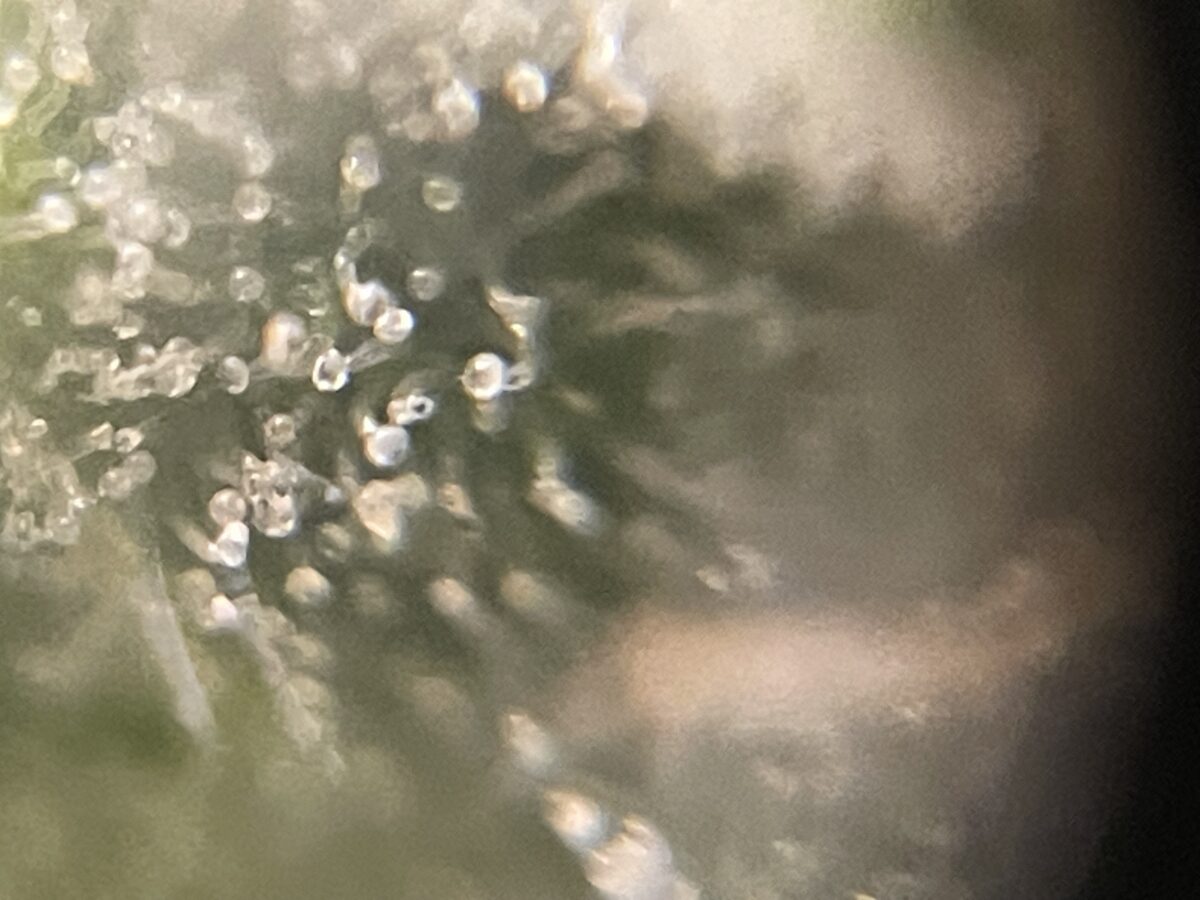 bbs-grow-diaries/week-391796-diary-384562-user-21252-68167a33e2d67