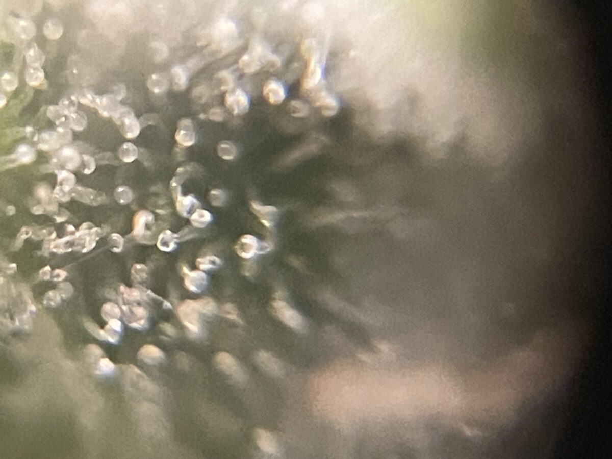 bbs-grow-diaries/week-391796-diary-384562-user-21252-68167a3605379