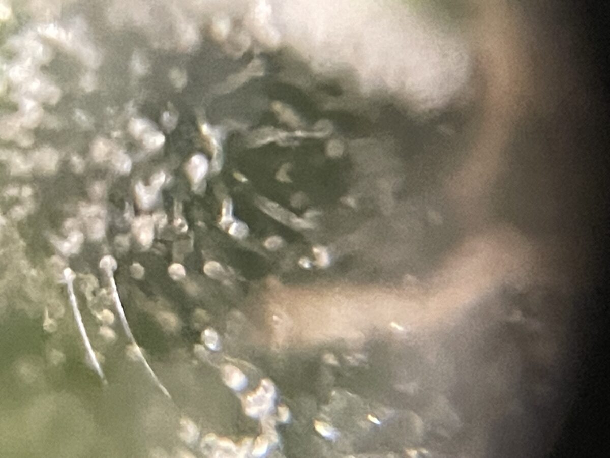 bbs-grow-diaries/week-391796-diary-384562-user-21252-68167a3822236