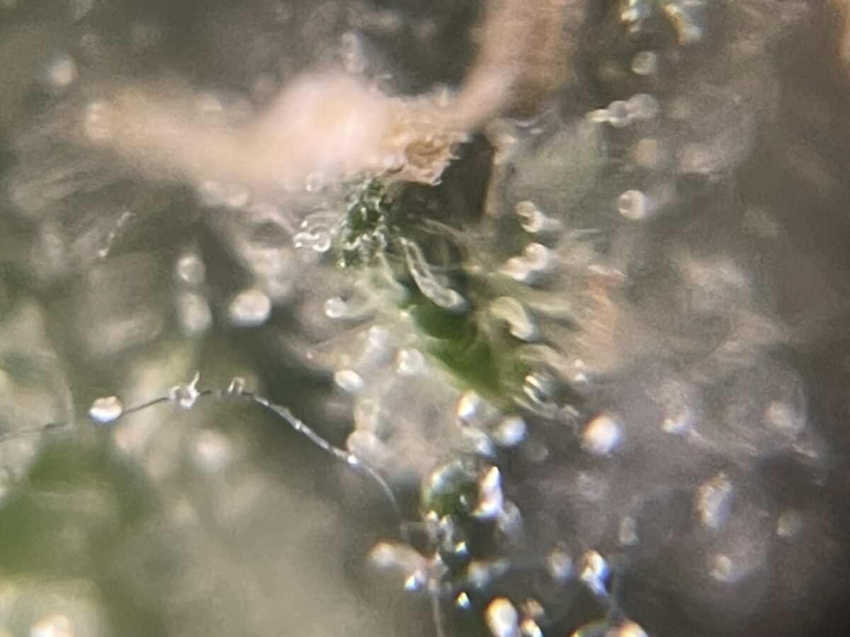 bbs-grow-diaries/week-391796-diary-384562-user-21252-68167a3a3109c