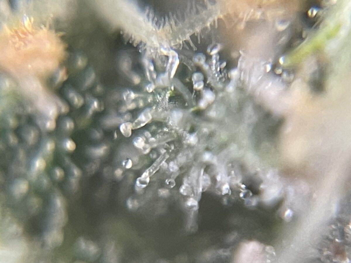 bbs-grow-diaries/week-391796-diary-384562-user-21252-68167a3e55f25